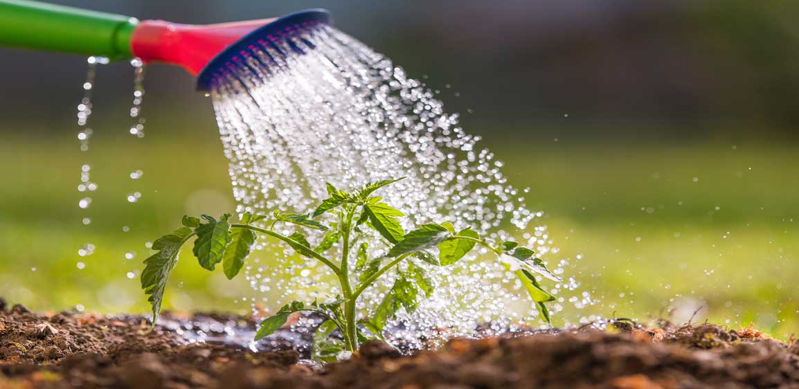 Seven Ways to Save Water in Your Summer Garden