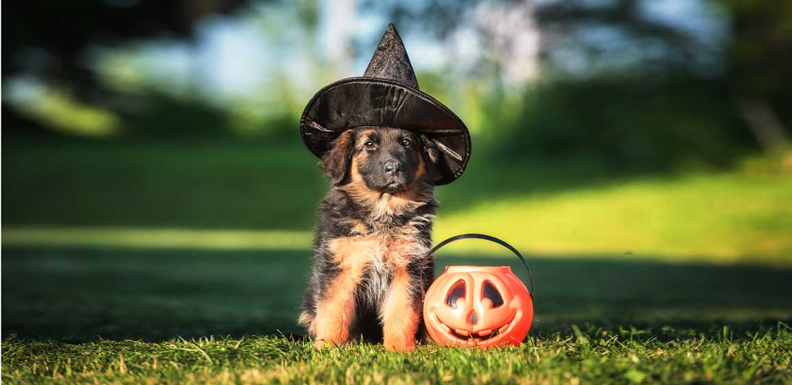 Trick or Truth? Debunking 10 of the Most Common Energy Myths 