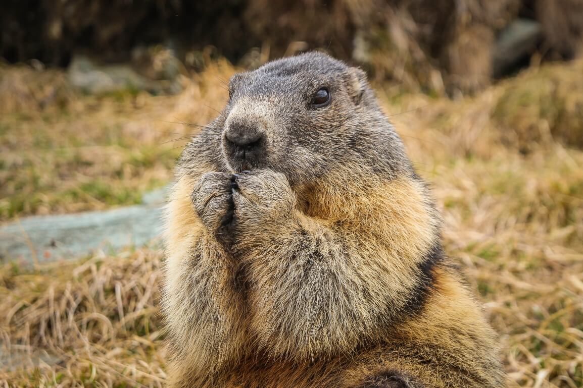 Groundhog's Guide to Saving Energy: Small Changes for a Bright Spring!